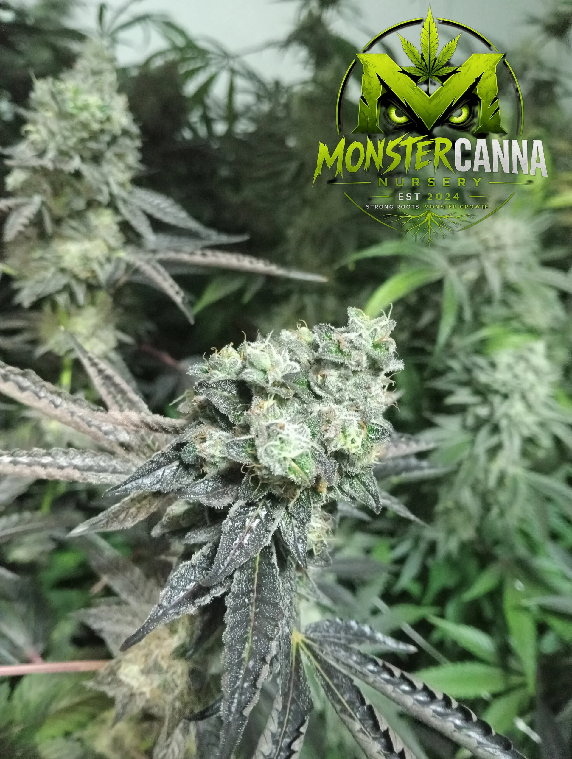 Close-up of premium cannabis buds with trichomes visible under natural lighting